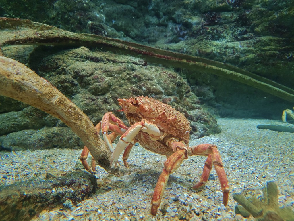 Foto: Acuario - O Grove (Pontevedra), España