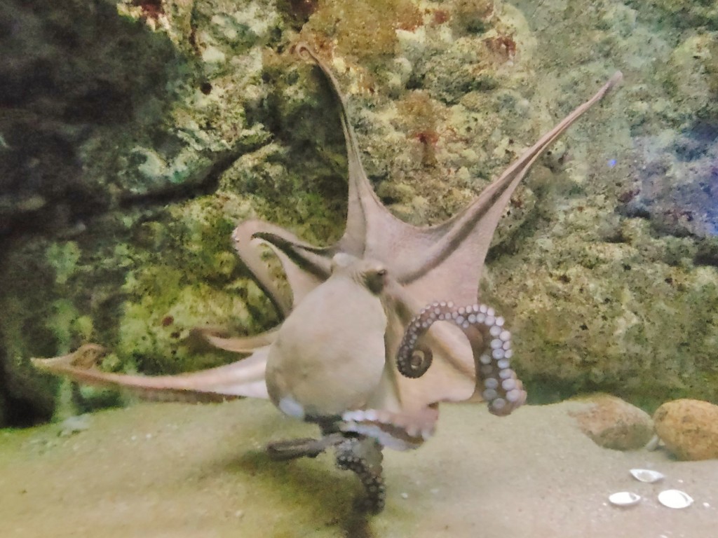 Foto: Acuario - O Grove (Pontevedra), España