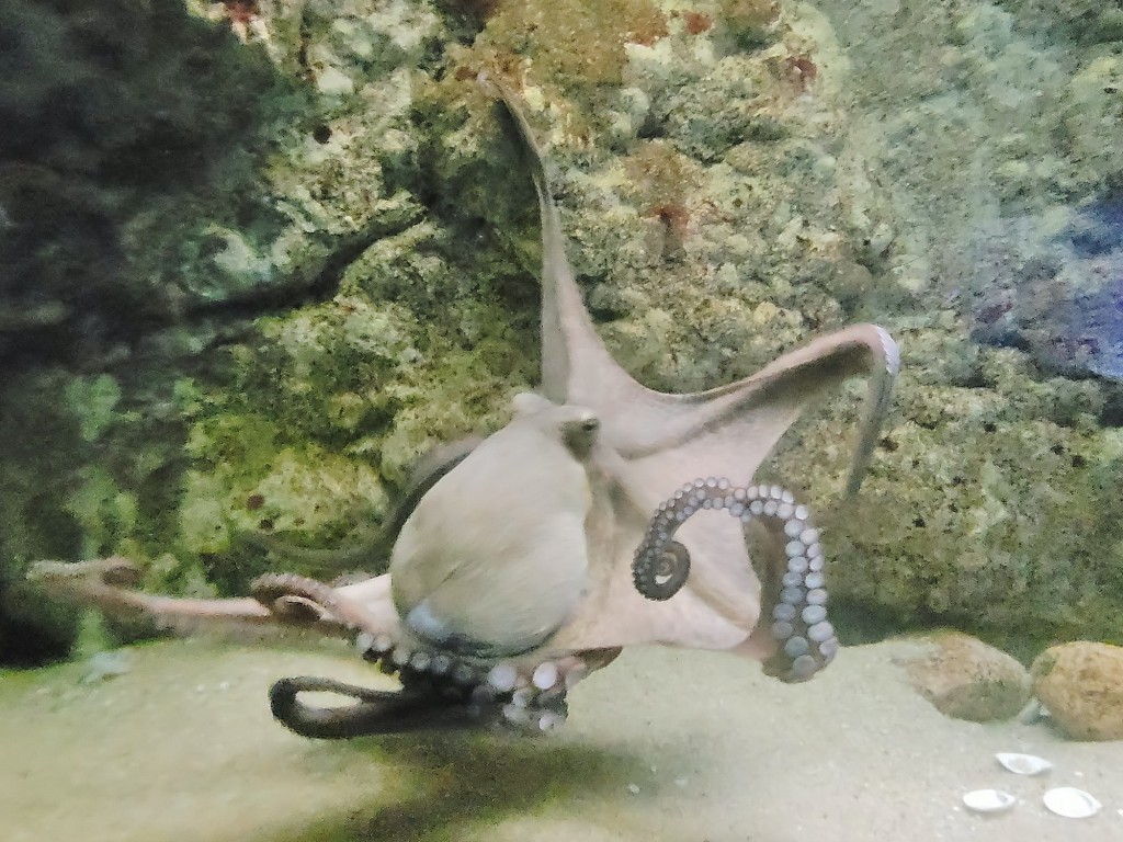 Foto: Acuario - O Grove (Pontevedra), España