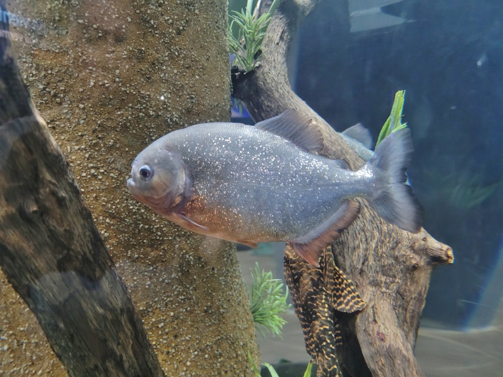 Foto: Acuario - O Grove (Pontevedra), España