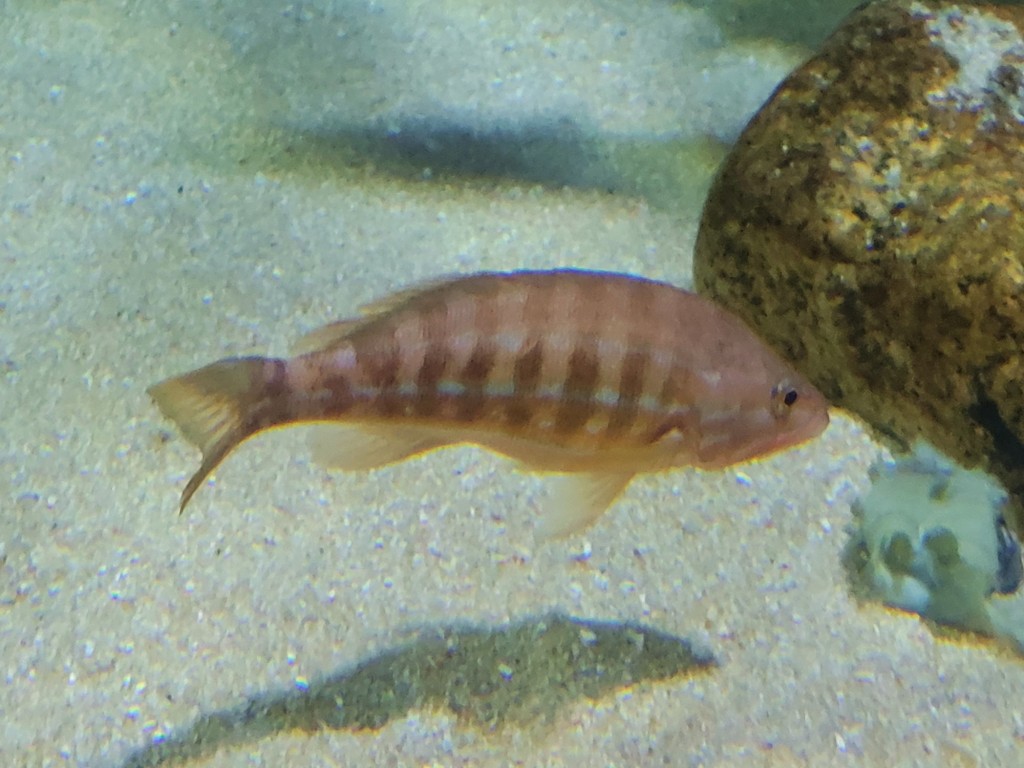 Foto: Acuario - O Grove (Pontevedra), España