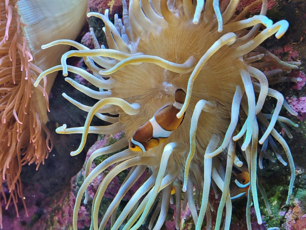 Foto: Acuario - O Grove (Pontevedra), España