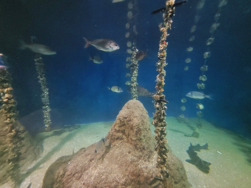 Foto: Acuario - O Grove (Pontevedra), España
