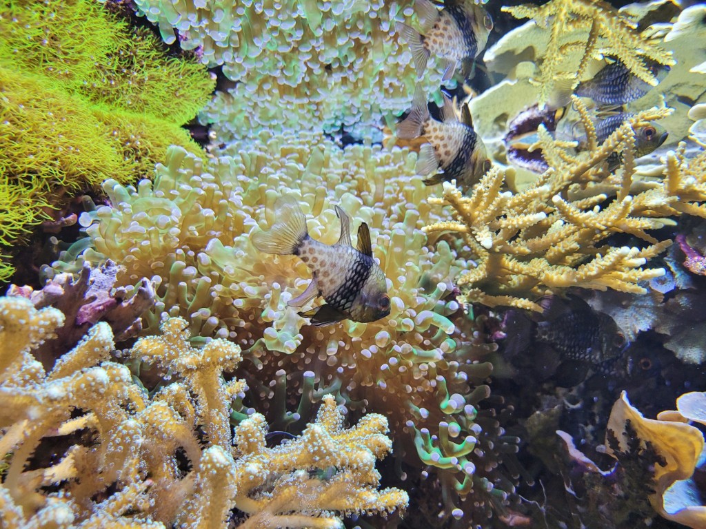 Foto: Acuario - O Grove (Pontevedra), España