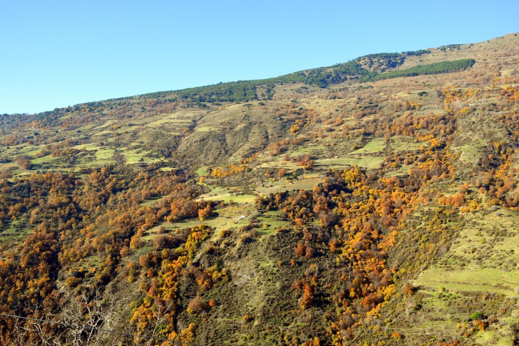 Foto: Barranco de Haza Redonda - Capileira (Granada), España