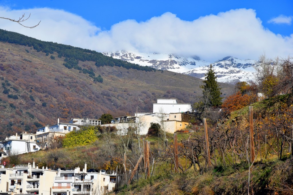 Foto: Sierra Nevada con nieve al fondo - Capileira (Granada), España