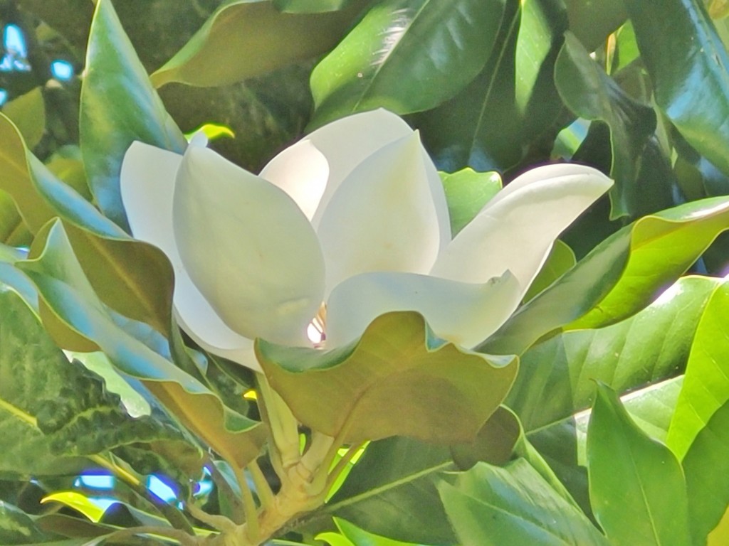 Foto: Pazo de Rubianes - Villagarcía de Arousa (Pontevedra), España