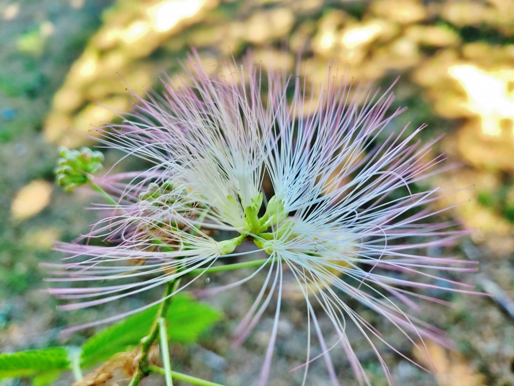 Foto: Pazo de Rubianes - Villagarcía de Arousa (Pontevedra), España