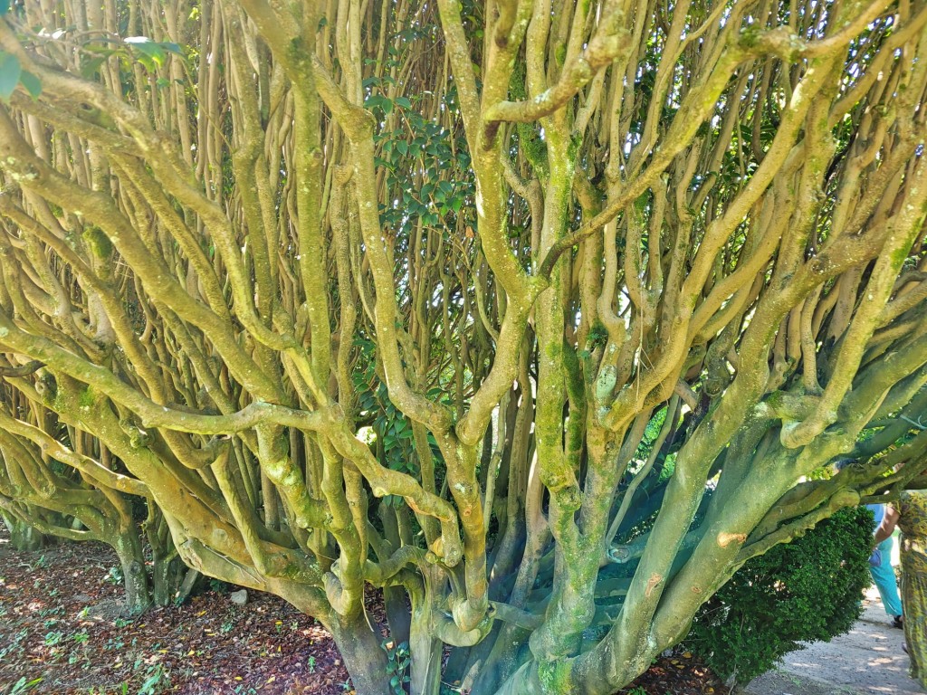 Foto: Pazo de Rubianes - Villagarcía de Arousa (Pontevedra), España