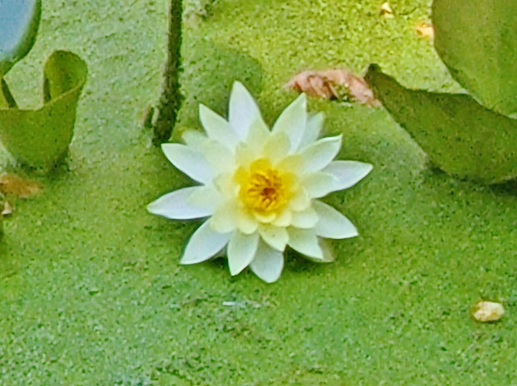 Foto: Pazo de Rubianes - Villagarcía de Arousa (Pontevedra), España