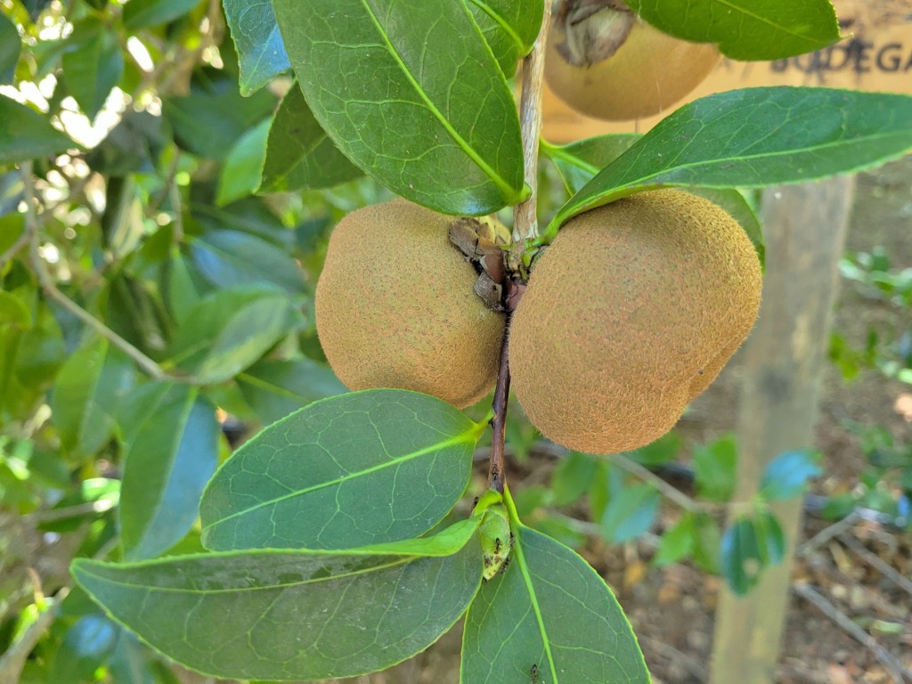 Foto: Pazo de Rubianes - Villagarcía de Arousa (Pontevedra), España