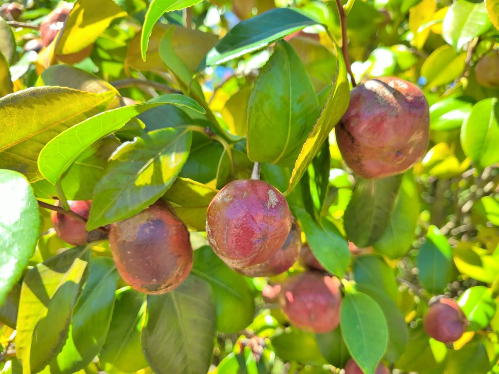 Foto: Pazo de Rubianes - Villagarcía de Arousa (Pontevedra), España