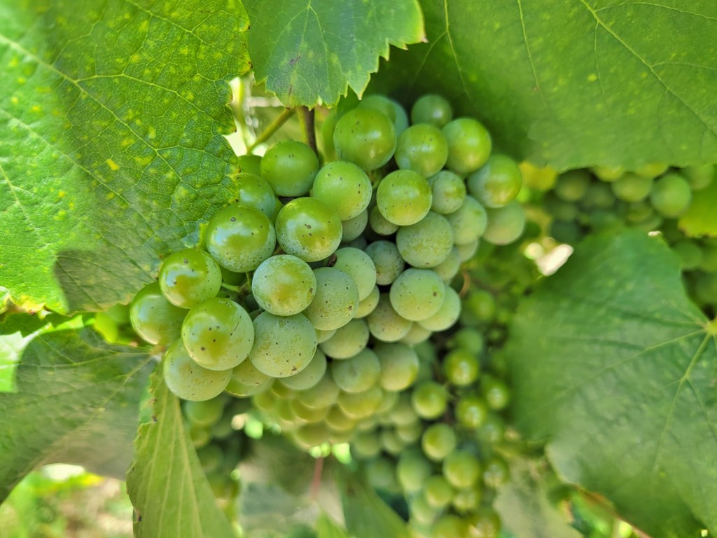 Foto: Pazo de Rubianes - Villagarcía de Arousa (Pontevedra), España