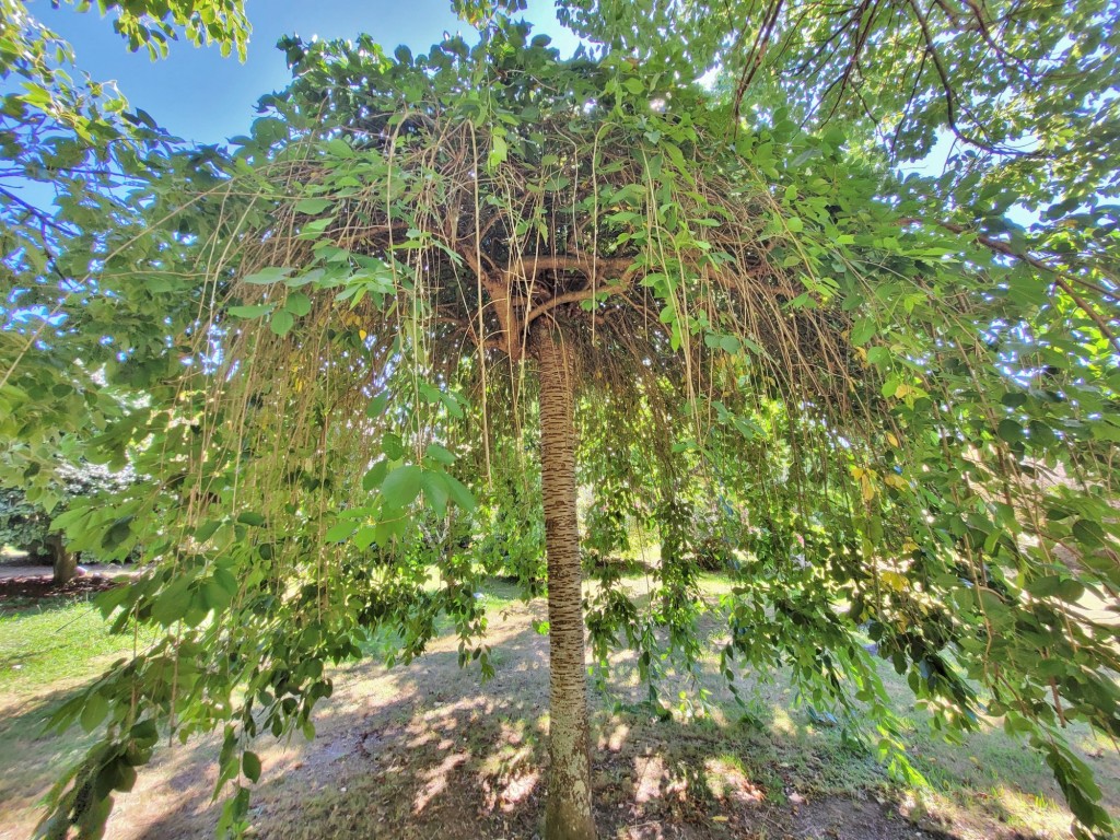 Foto: Pazo de Rubianes - Villagarcía de Arousa (Pontevedra), España