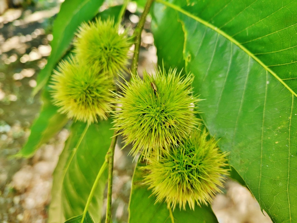 Foto: Pazo de Rubianes - Villagarcía de Arousa (Pontevedra), España