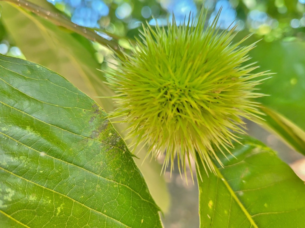 Foto: Pazo de Rubianes - Villagarcía de Arousa (Pontevedra), España