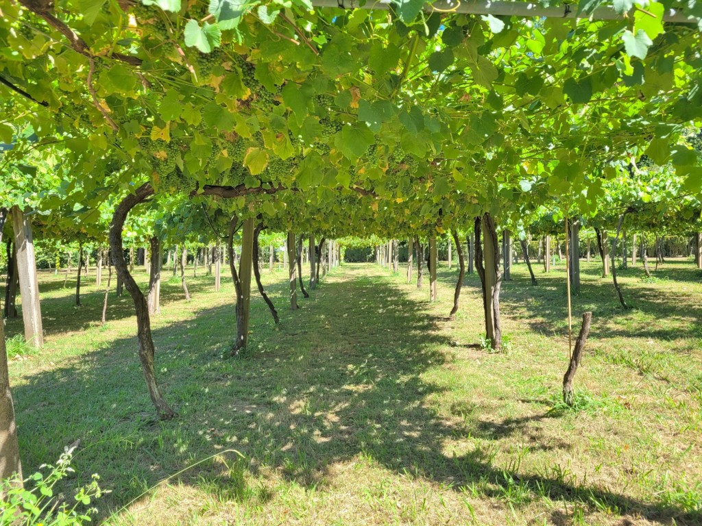 Foto: Pazo de Rubianes - Villagarcía de Arousa (Pontevedra), España