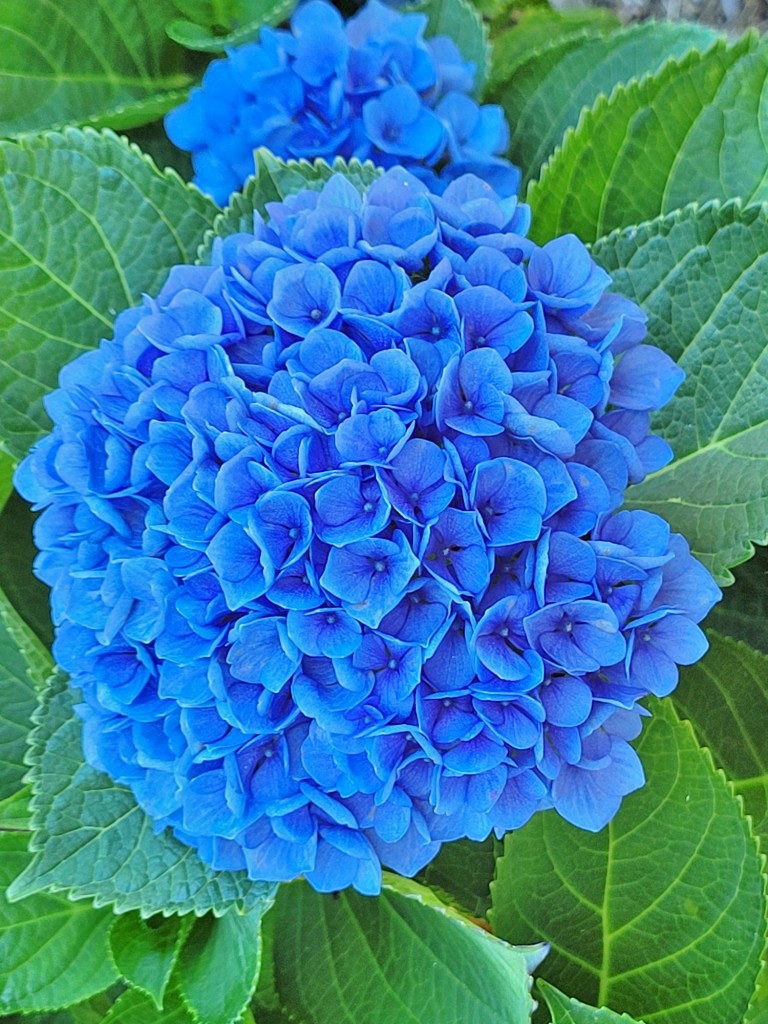 Foto: Pazo de Rubianes - Villagarcía de Arousa (Pontevedra), España