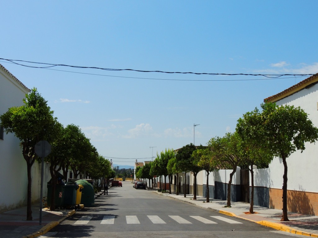 Foto: Calle Almarda - Coto de Bornos (Cádiz), España