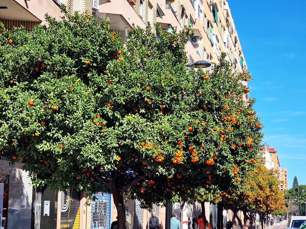 Foto: Las naranjas en Valencia - Valencia (València), España