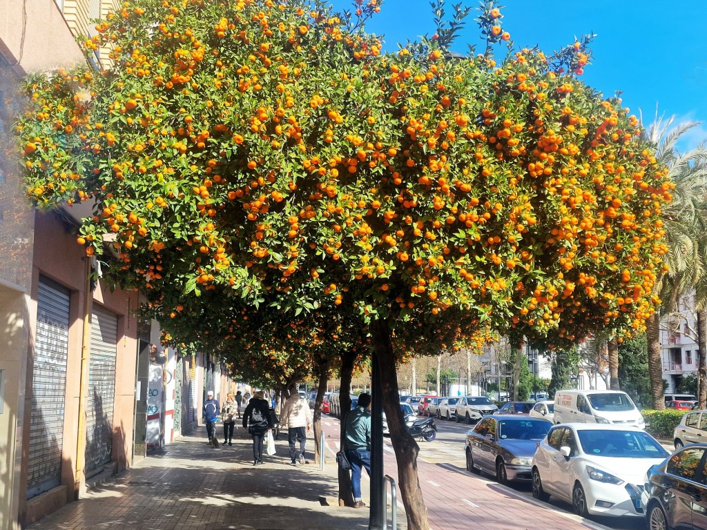 Foto: Mandarinas en Valencia - Valencia (València), España
