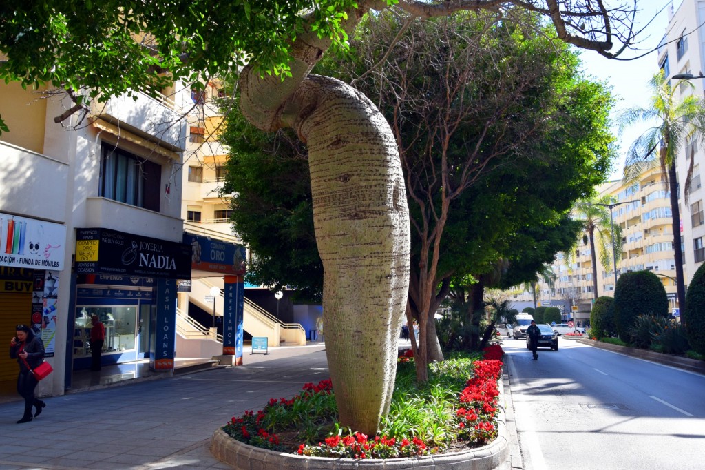 Foto: árbol botella australiano (Brachychiton rupestris) - Marbella (Málaga), España