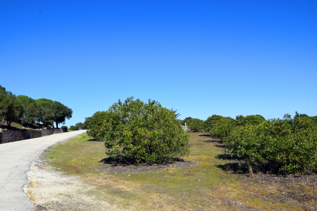 Foto: Al Cerro de la Gatera desde la Presa del Barbate - Alcalá de los Gazules (Cádiz), España