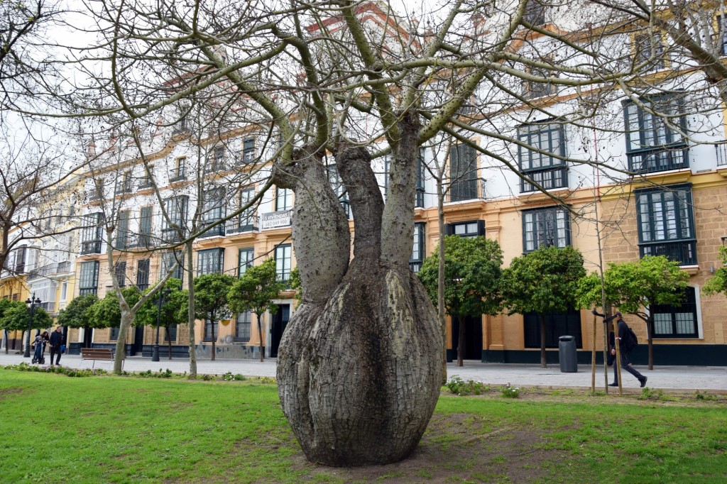 Foto: Palo borracho ó Ceiba speciosa - Cádiz (Andalucía), España