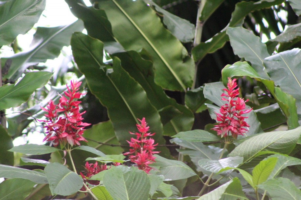 Foto de La fortuna, San carlos (Alajuela), Costa Rica