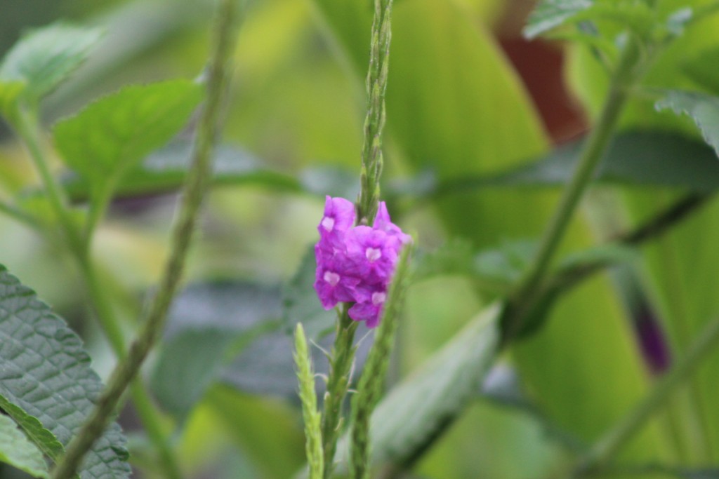 Foto de La fortuna, San carlos (Alajuela), Costa Rica