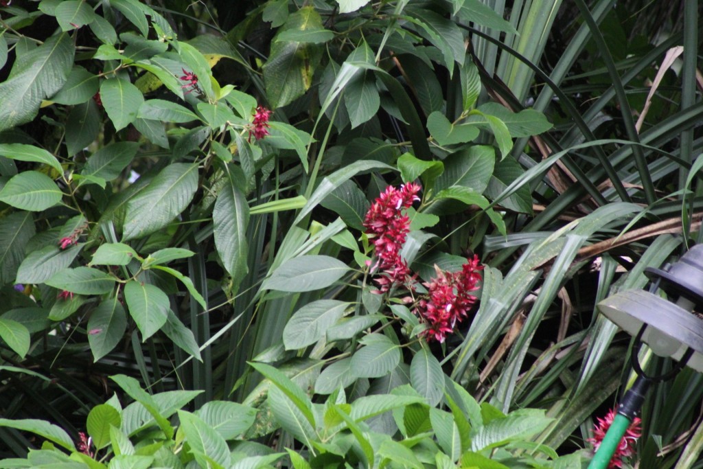Foto de La fortuna, San carlos (Alajuela), Costa Rica