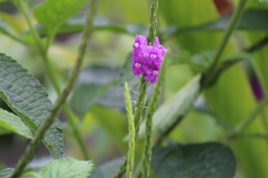 Foto de La fortuna, San carlos (Alajuela), Costa Rica