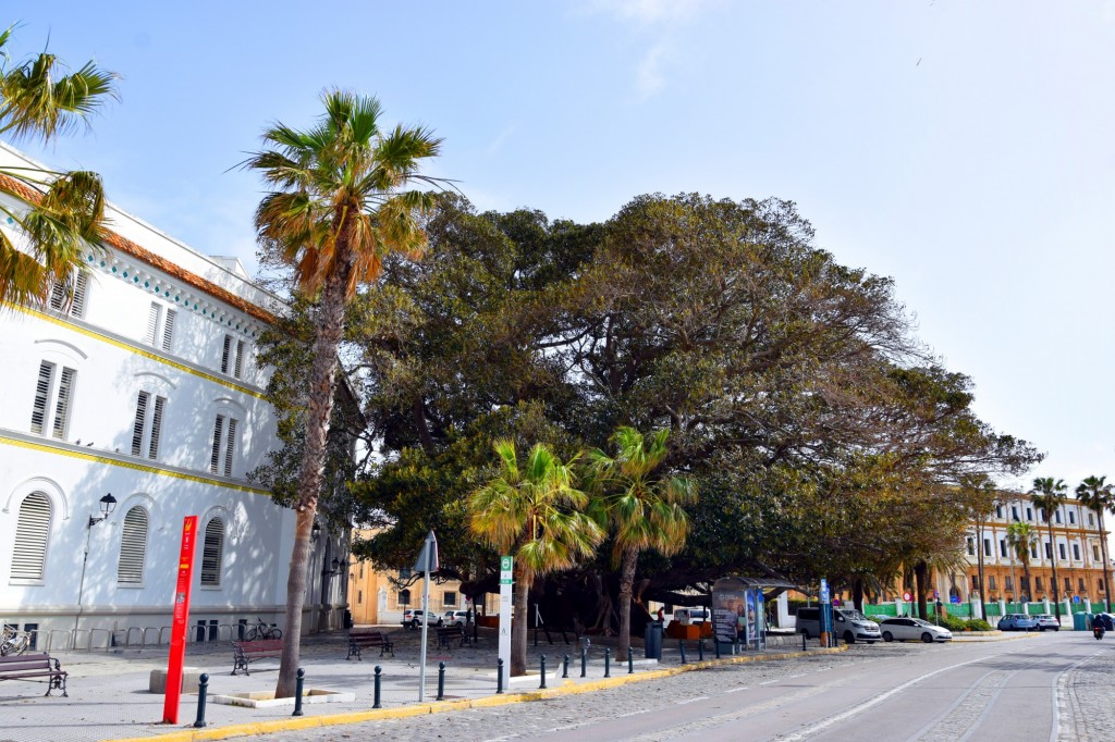 Foto: Ficus del Mora - Cádiz (Andalucía), España