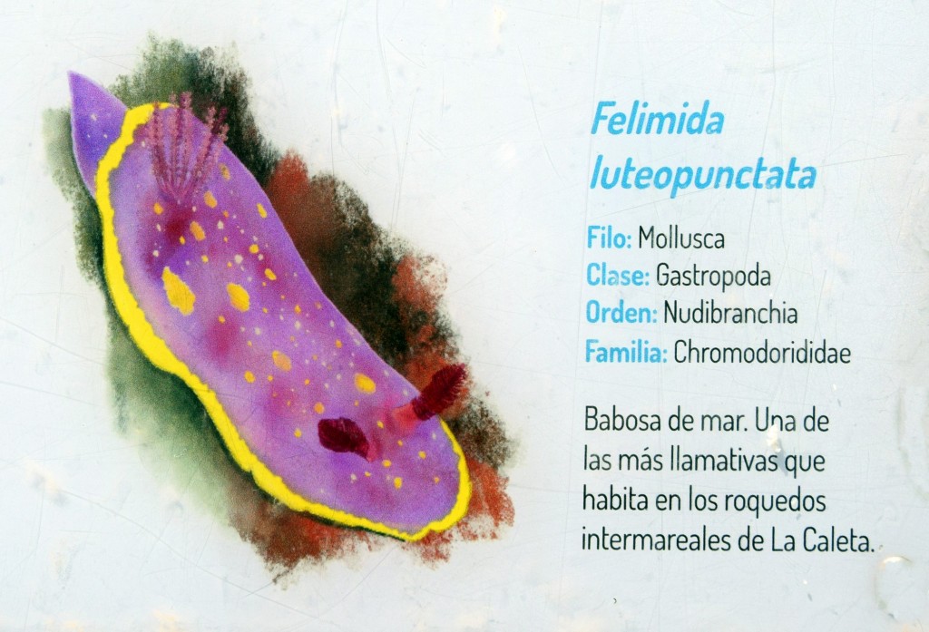Foto: Felimida Luteopunclata.  Fauna Marina Intermareal de La Caleta - Cádiz (Andalucía), España