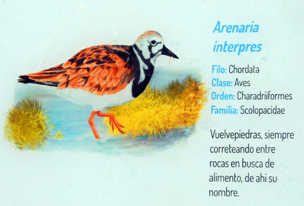 Foto: Arenaria Interpres. Fauna Marina Intermareal de La Caleta - Cádiz (Andalucía), España