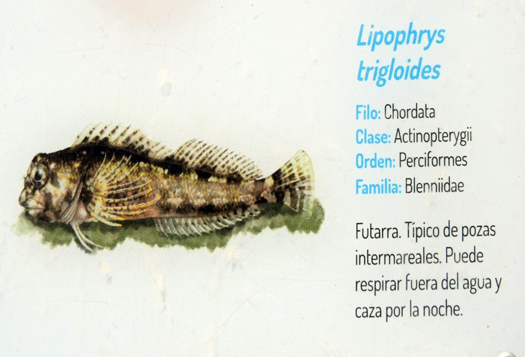 Foto: Lipophrys Trigloides.  Fauna Marina Intermareal de La Caleta - Cádiz (Andalucía), España