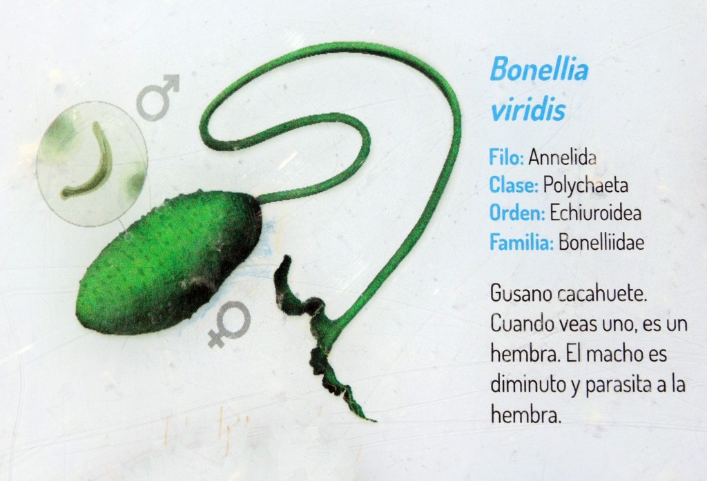 Foto: Bonellia Viridis.  Fauna Marina Intermareal de La Caleta - Cádiz (Andalucía), España