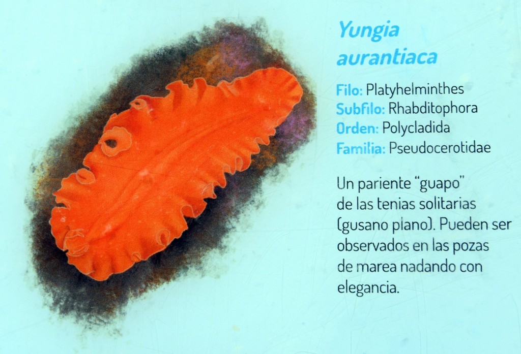 Foto: Yungia Aurantiaca.  Fauna Marina Intermareal de La Caleta - Cádiz (Andalucía), España