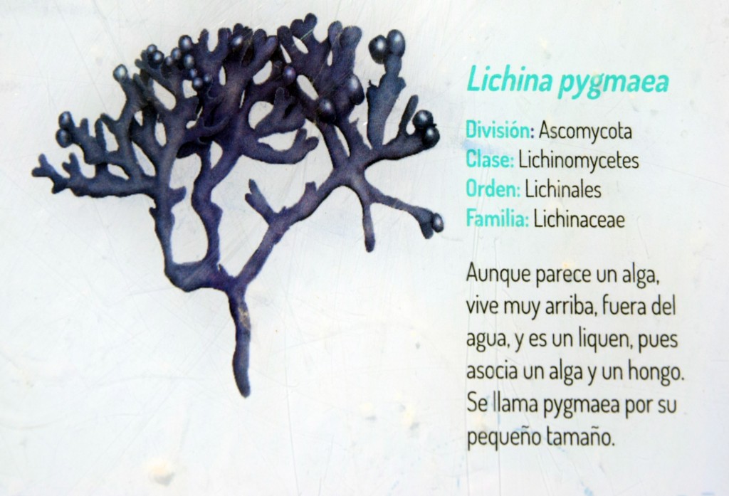 Foto: Lichina Pigmaea. Flora Marina Intermareal de la Caleta - Cádiz (Andalucía), España