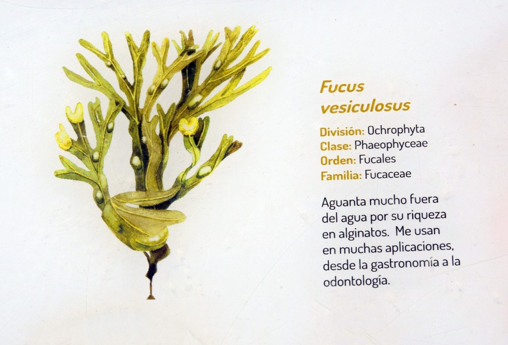 Foto: Fucus Vesiculosus. Flora Marina Intermareal de la Caleta - Cádiz (Andalucía), España