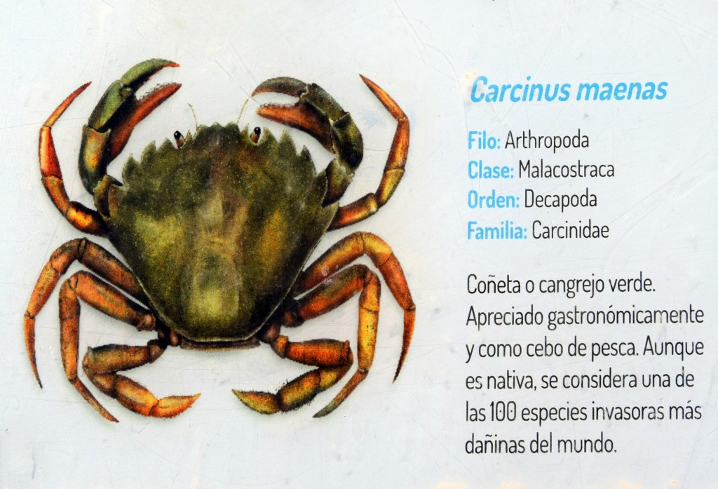 Foto: Carcinus Maenas.  Fauna Marina Intermareal de La Caleta - Cádiz (Andalucía), España