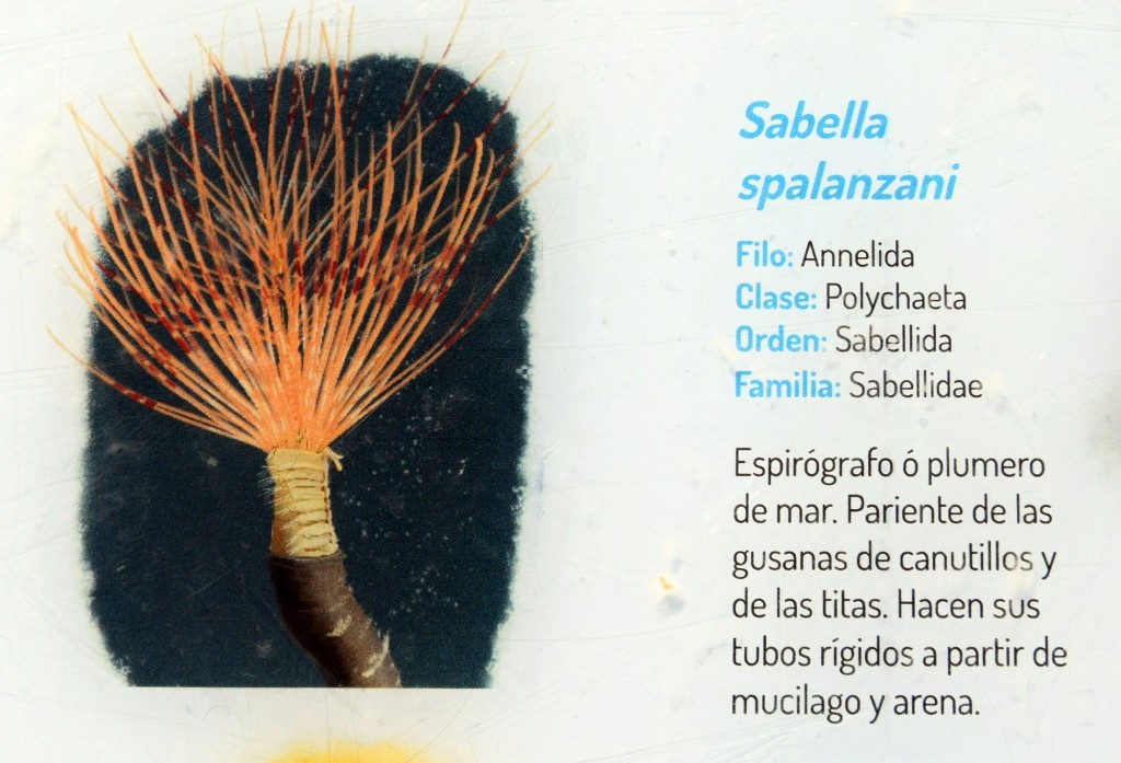 Foto: Sabela Spalanzani.  Fauna Marina Intermareal de La Caleta - Cádiz (Andalucía), España