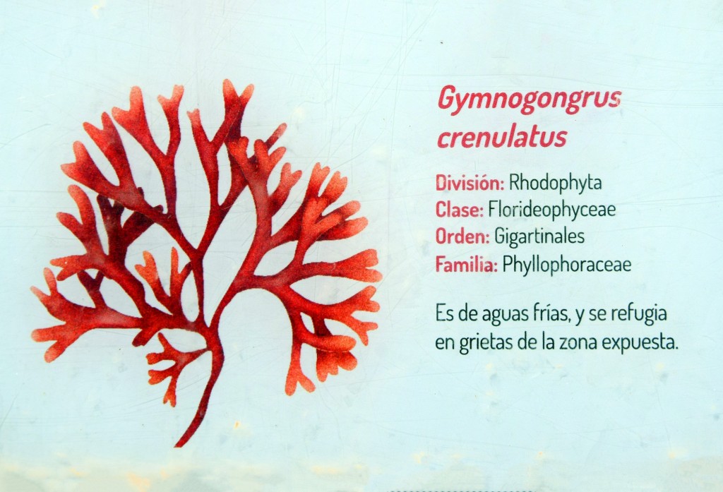 Foto: Gymnogongrus Crenulatus. Flora Marina Intermareal de la Caleta - Cádiz (Andalucía), España