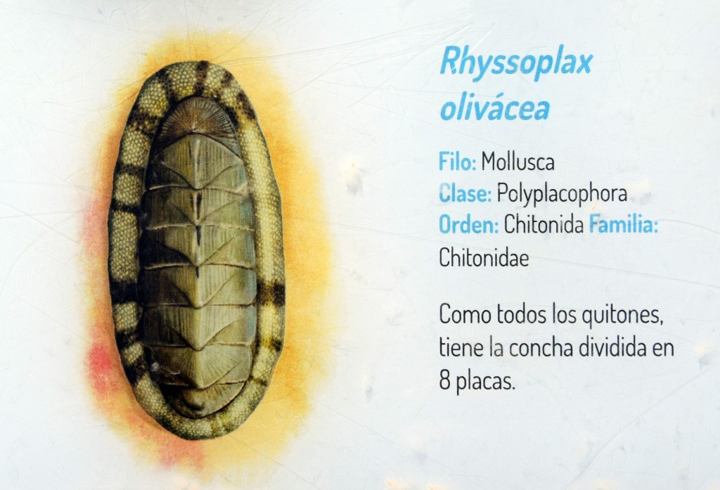 Foto: Rhyssoplax Olivácea.  Fauna Marina Intermareal de La Caleta - Cádiz (Andalucía), España