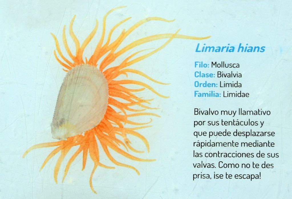 Foto: Limaria Hians.  Fauna Marina Intermareal de La Caleta - Cádiz (Andalucía), España