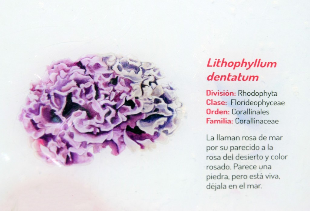 Foto: Lithophyum Dentatum. Flora Marina Intermareal de la Caleta - Cádiz (Andalucía), España