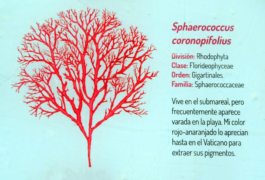 Foto: Sphaerococcus Coronopifolius. Flora Marina Intermareal de la Caleta - Cádiz (Andalucía), España