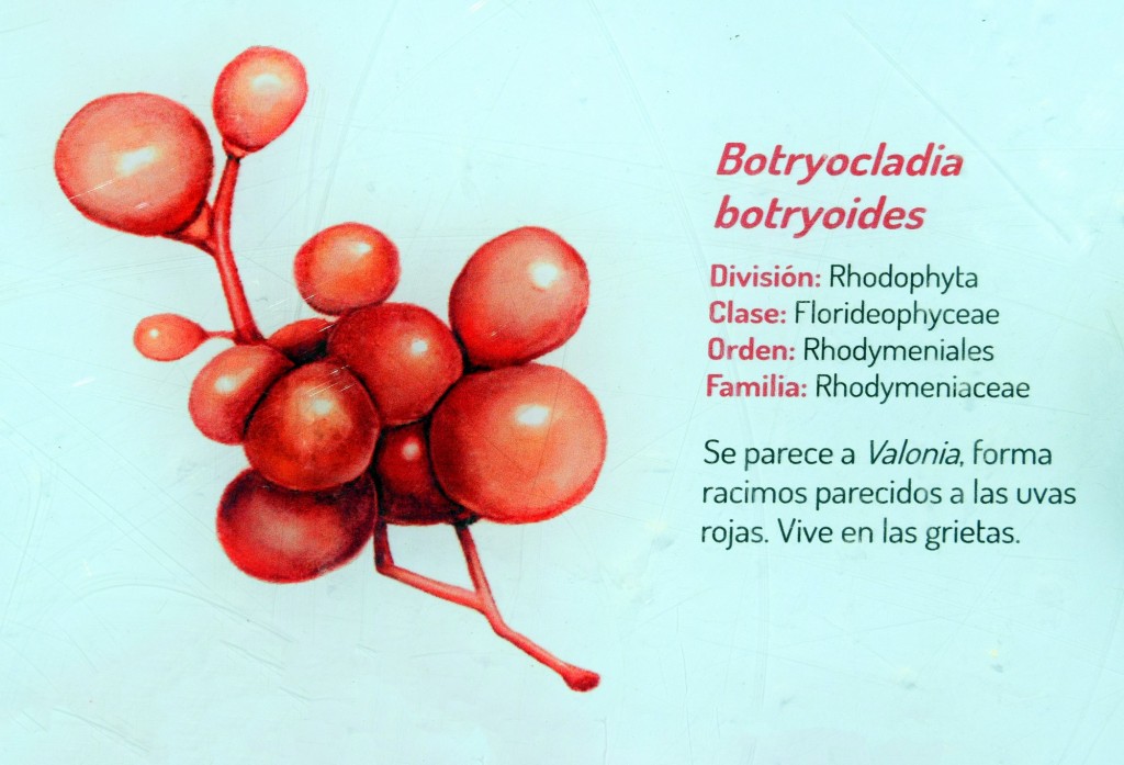 Foto: Botryocladia Botryoides. Flora Marina Intermareal de la Caleta - Cádiz (Andalucía), España