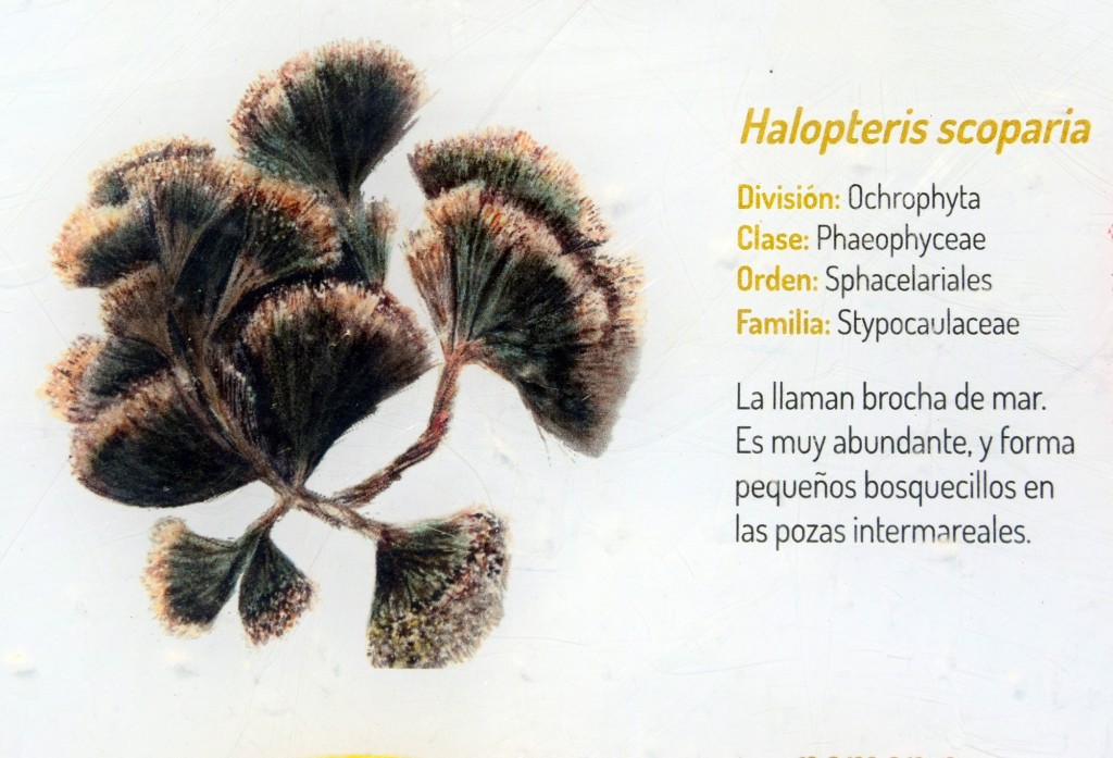 Foto: Halopteris Scoparia. Flora Marina Intermareal de la Caleta - Cádiz (Andalucía), España