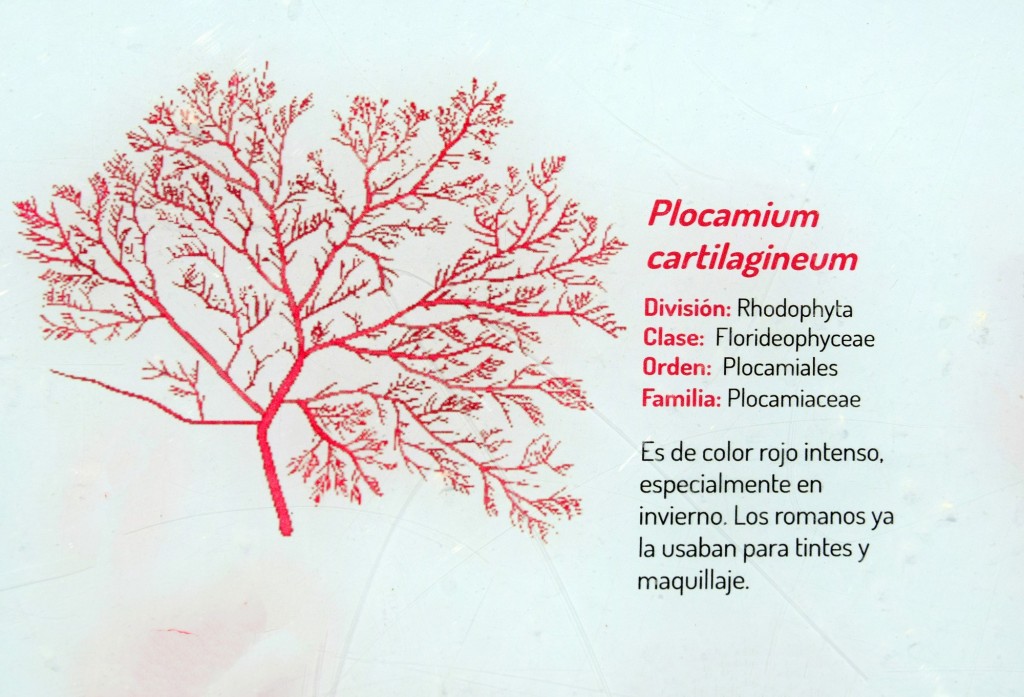 Foto: Plocamium Cartilagineum. Flora Marina Intermareal de la Caleta - Cádiz (Andalucía), España